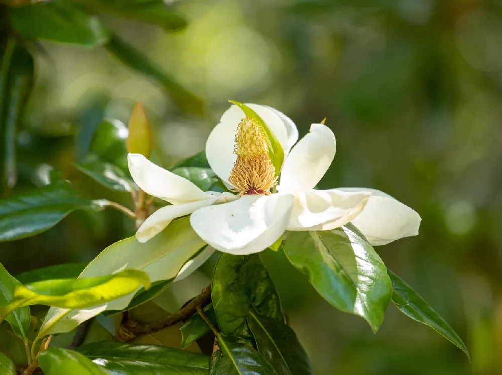 Sweetbay Magnolia