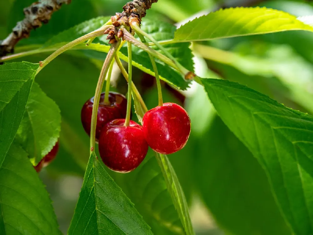 Sweetheart Cherry Tree