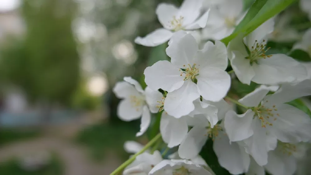 Sweet Sugar Tyme® Crabapple