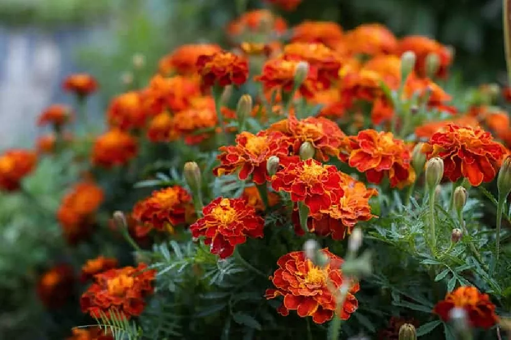 Orange Marigold