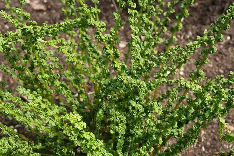 Tatting Fern