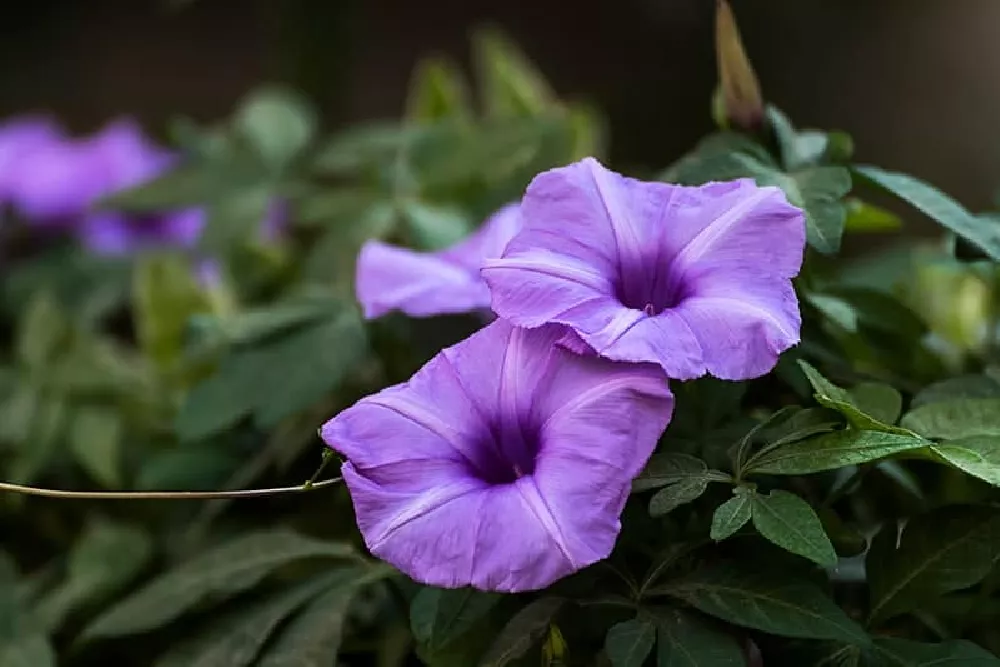 Mexican Petunia up close