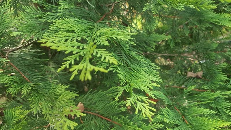 Thuja occidentalis ‘Golden Globe’