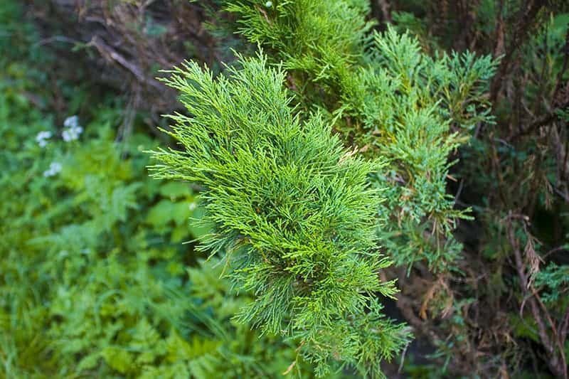 Thuja occidentalis ‘Janed Gold’