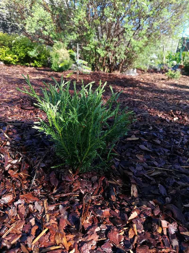 Thuja occidentalis ‘Mr. Bowling Ball’