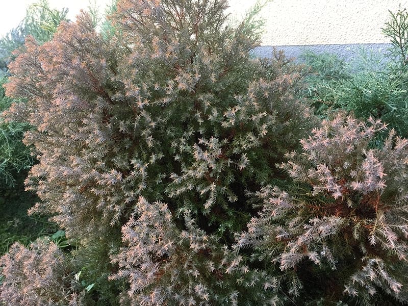 Thuja occidentalis ‘Rheingold’