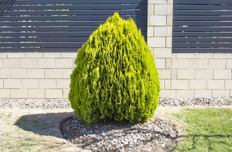 Thuja orientalis ‘Aurea Nana’