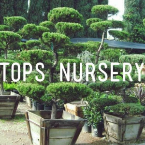 Tops Nursery