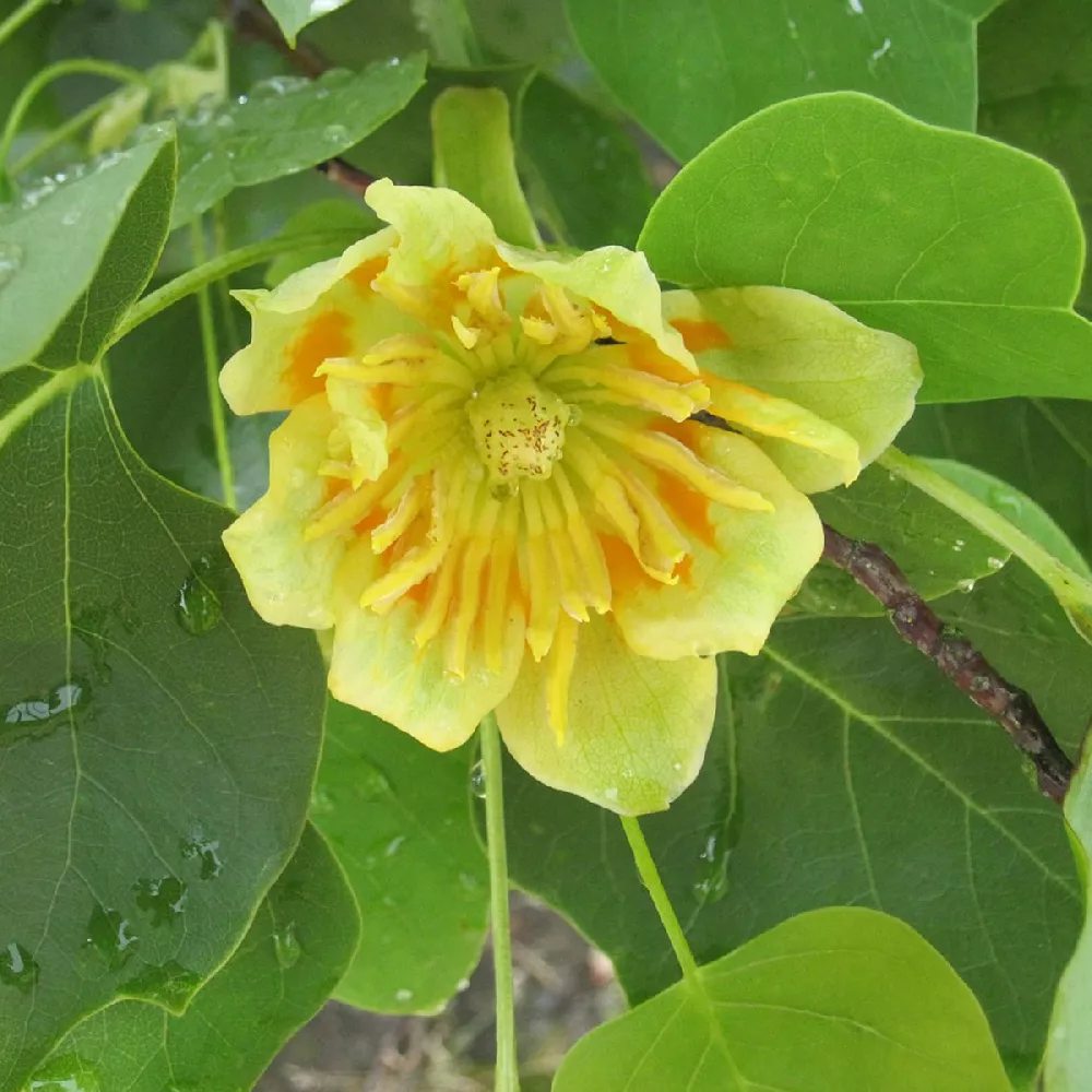 Tulip Poplar