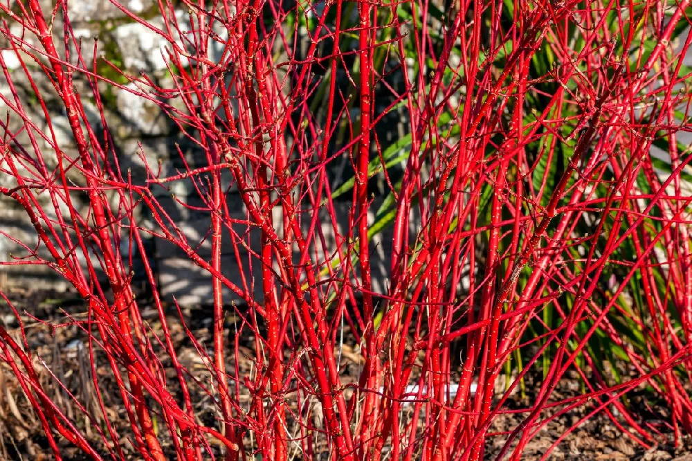 Arctic Fire Red Twig Dogwood 1