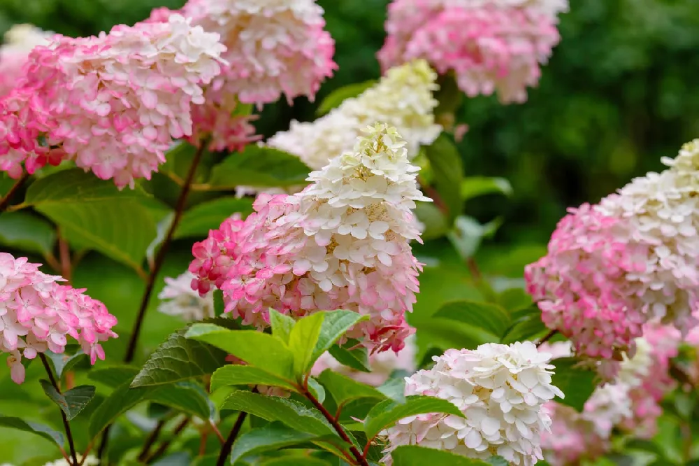 Vanilla Strawb 1erry Hydrangea