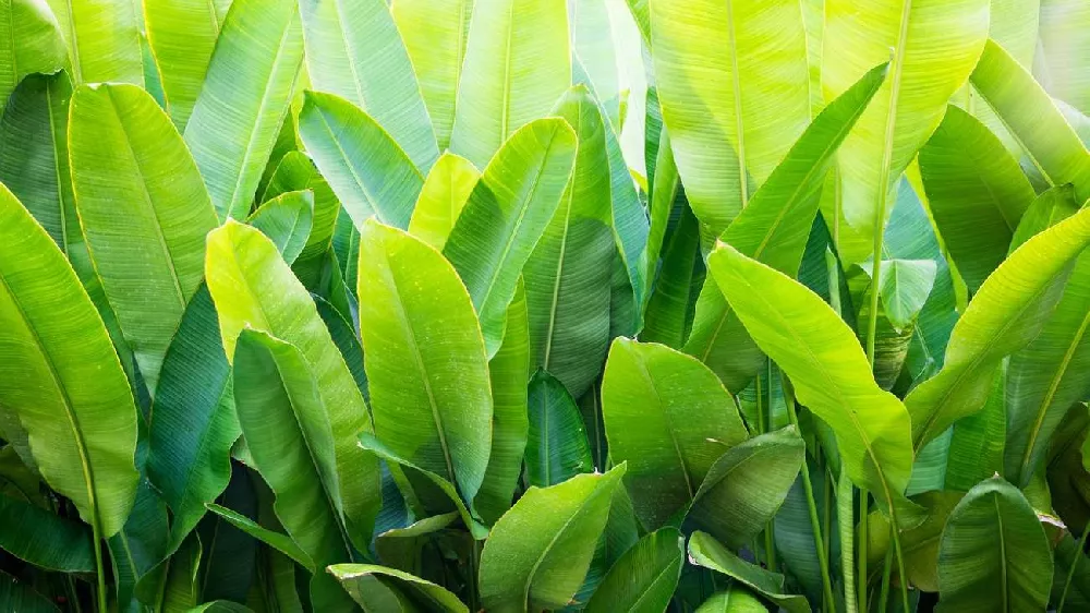 Veranda Banana Tree