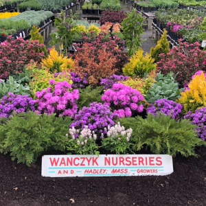 Wanczyk Nursery