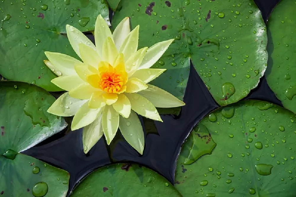 Water Lily flower