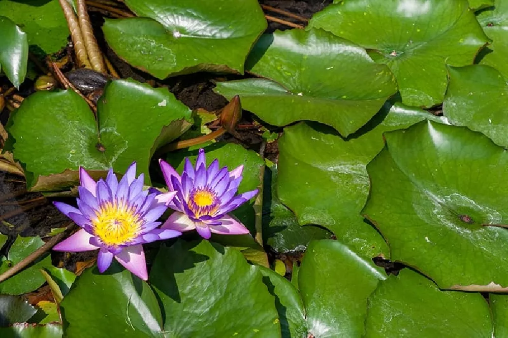 Water Lilies