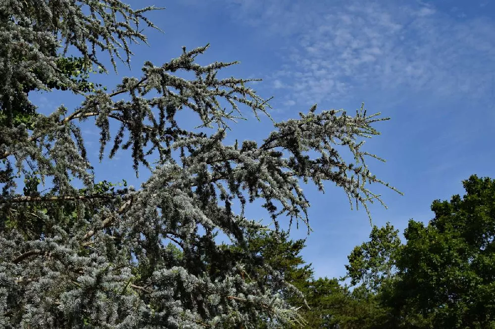 Weeping White Spruce