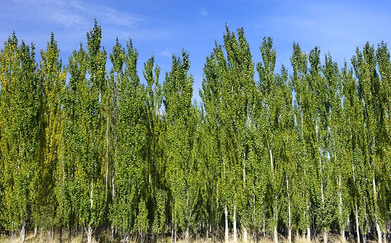 White Poplar