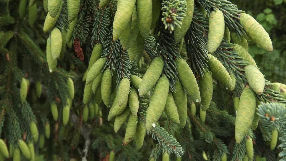 White Spruce Tree