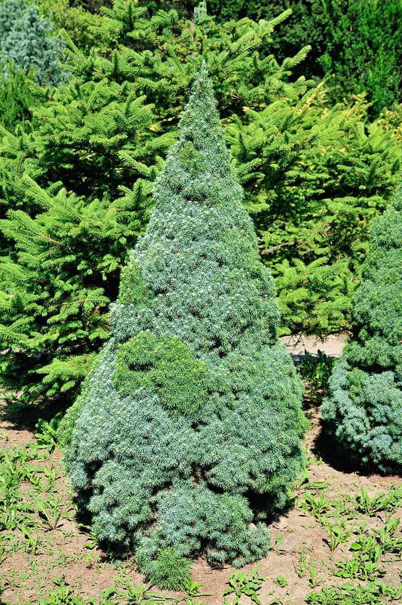 White Spruce