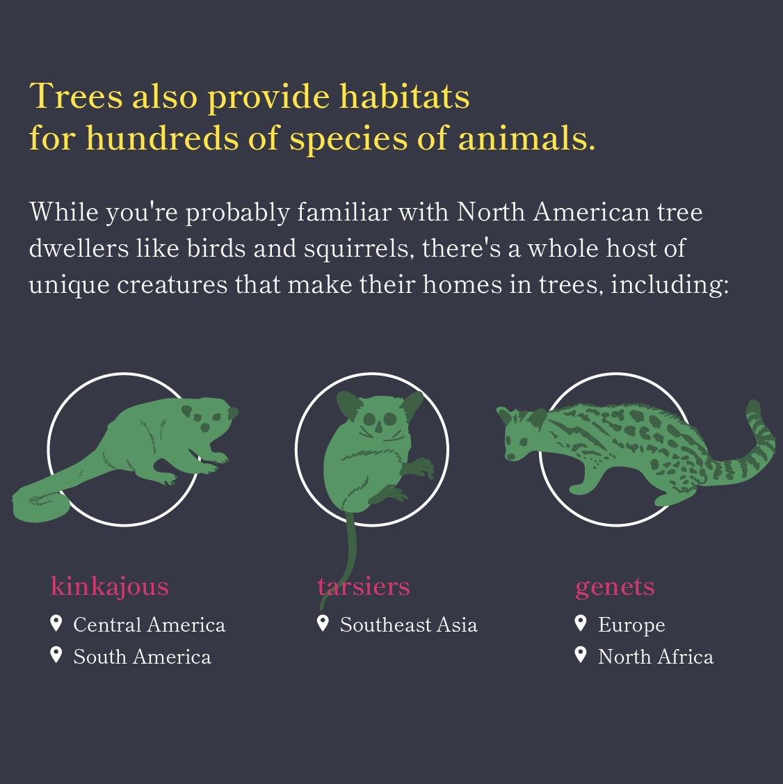 Why Trees are Awesome 3