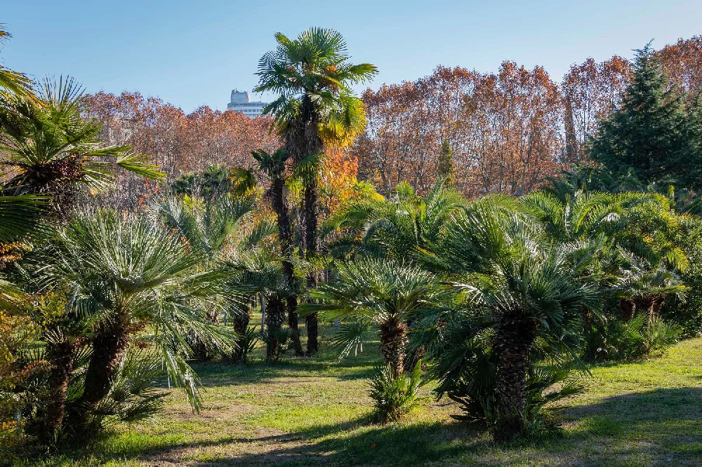 Windmill Palm