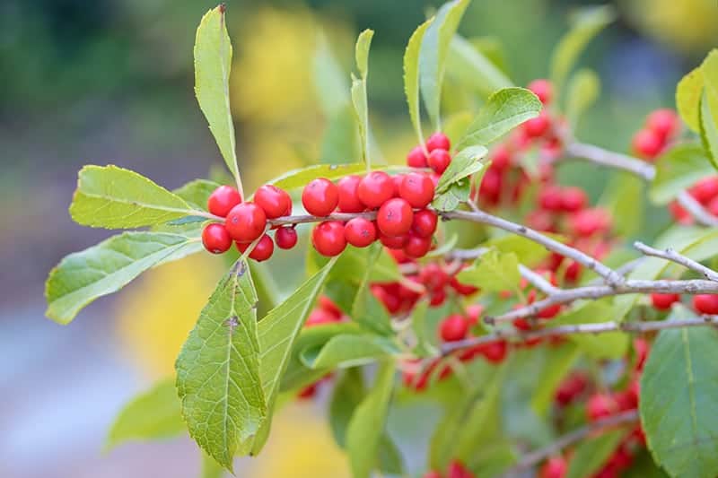 Winterberry Holly