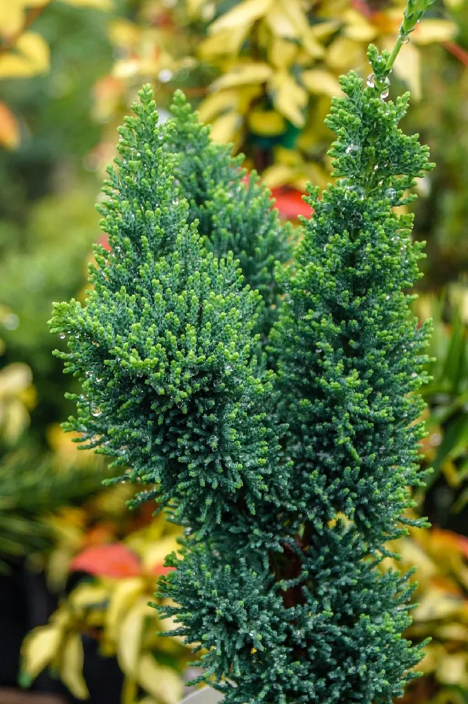 Wissel's Saguaro Cypress 1