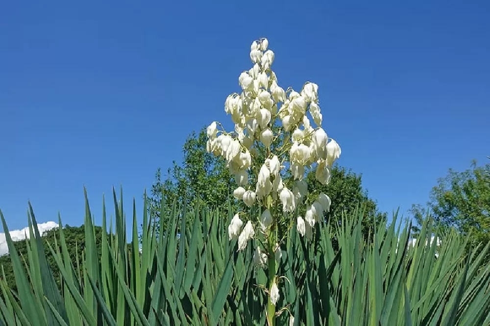 Yucca Flower