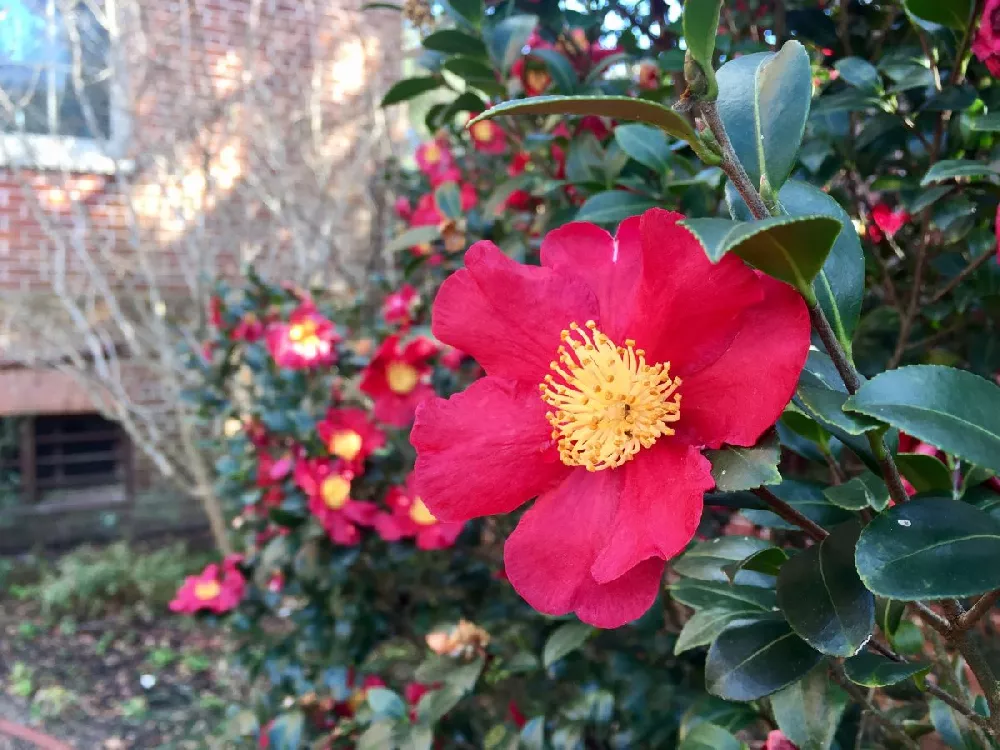 Yuletide Camellia