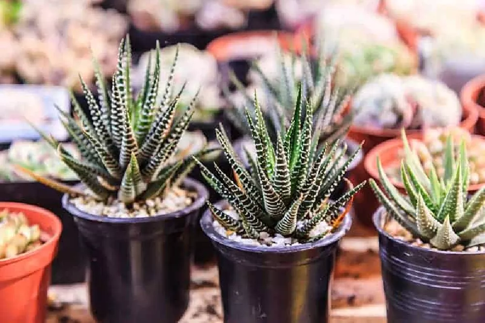 Zebra Plants in pots